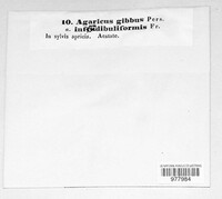 Infundibulicybe gibba image